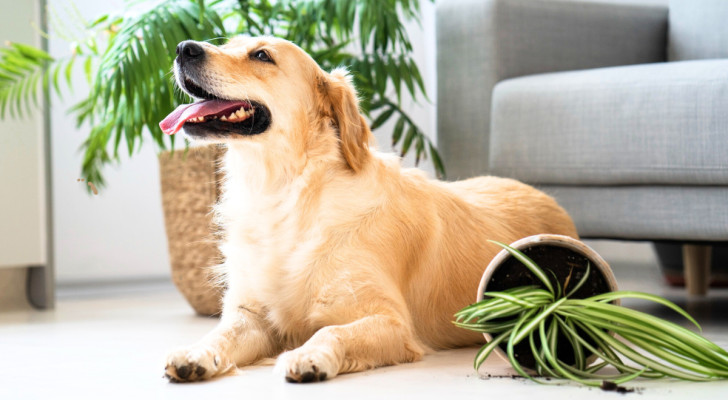 un golden retriever sdraiato su un pavimento accanto a una pianta rovesciata