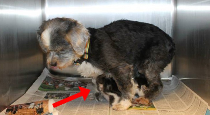 Bajan a un barranco para salvar un perro, pero luego descubren que estaba allí para proteger a un gatito