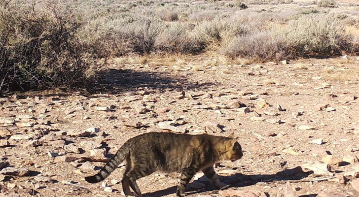 Uno dei gatt della colonia felina di Isla Tova, che non ha contatti con l'essere umano