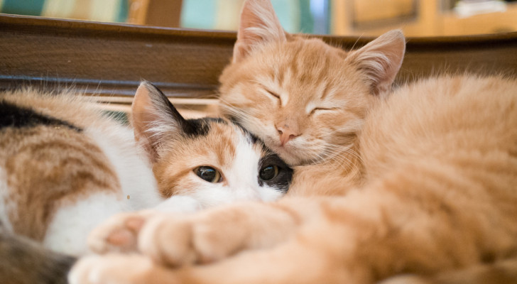 due gatti che si coccolano e dormono insieme