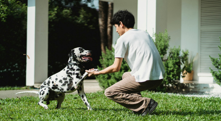 un ragazzo insegna a un dalmata il comando per dare la zampa