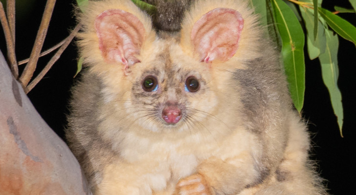 Ein Petaurus major in einem Baum in Queensland, Australien