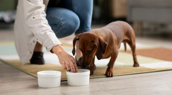 Bassotto che mangia un po' di ricotta insieme al proprio cibo