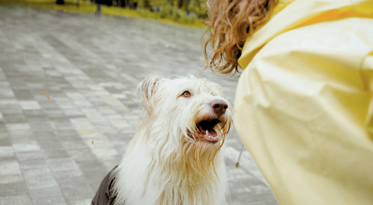 un cane guarda la padrona negli occhi mentre è seduto nel viale di un parco