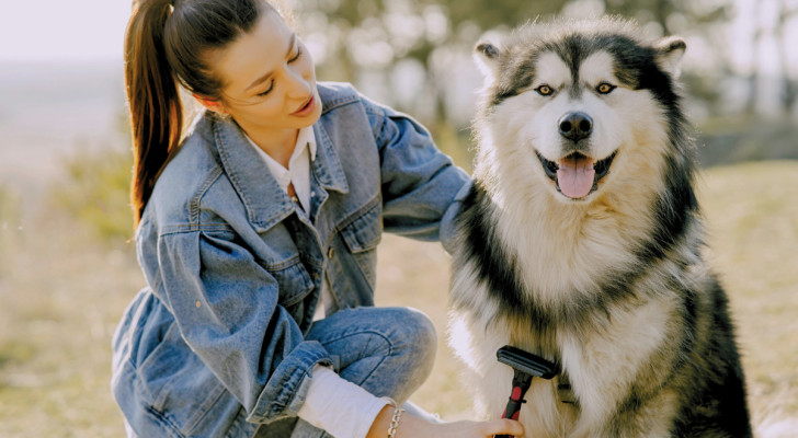 Una ragazza spazzola il pelo di un cane husky in un parco