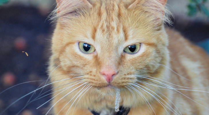 primo piano di un gatto rosso con occhi azzurri con un filo di saliva che scende dalla bocca