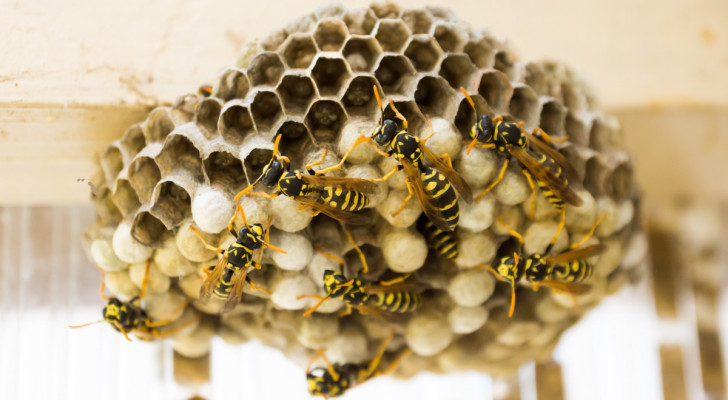 close-up of a wasp nest