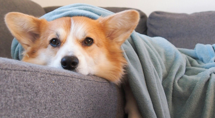 un corgi sdraiato su un divano con una coperta azzurra sul dorso