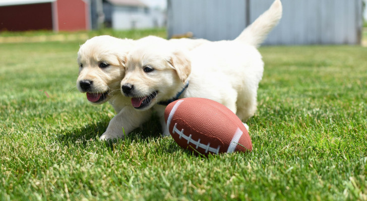 due cuccioli insieme sull'erba vicino a una palla da rugby