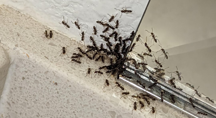 A group of ants in a corner of the bathroom