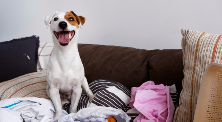 Ein glücklicher Jack Russell sitzt auf dem Sofa inmitten von verstreuter Wäsche