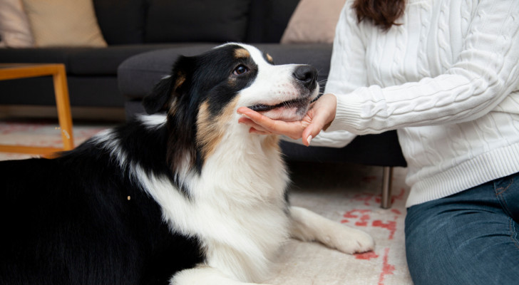 un cane sdraiato in salotto di fronte al divano dove siede un ragazzo con le valigie di un viaggio