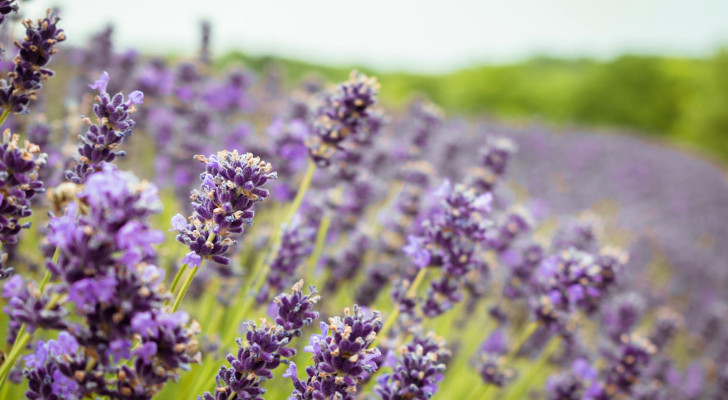 a lavender plant