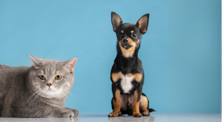 un gatto grigio e un cane pincher seduti vicini su uno sfondo azzurro