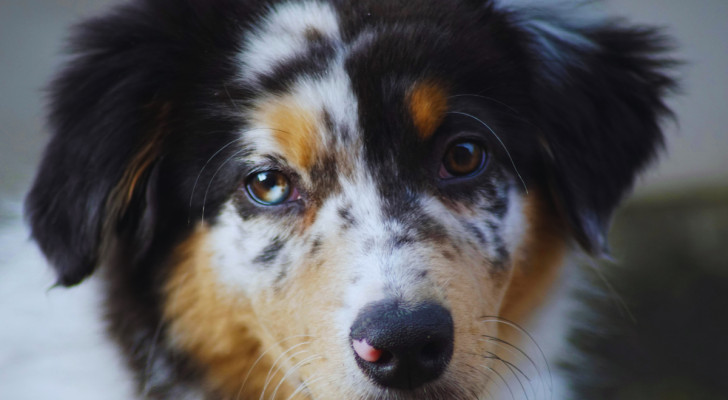 Primo piano del muso di un cane con l'espressione triste