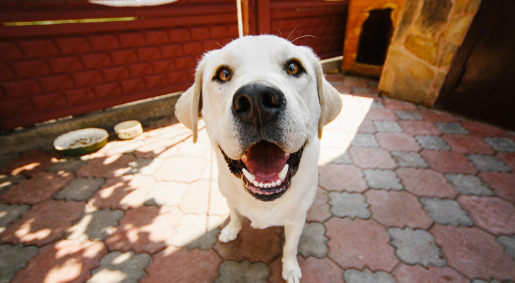 un cane bianco fuori dall'entrata di casa che guarda l'obiettivo