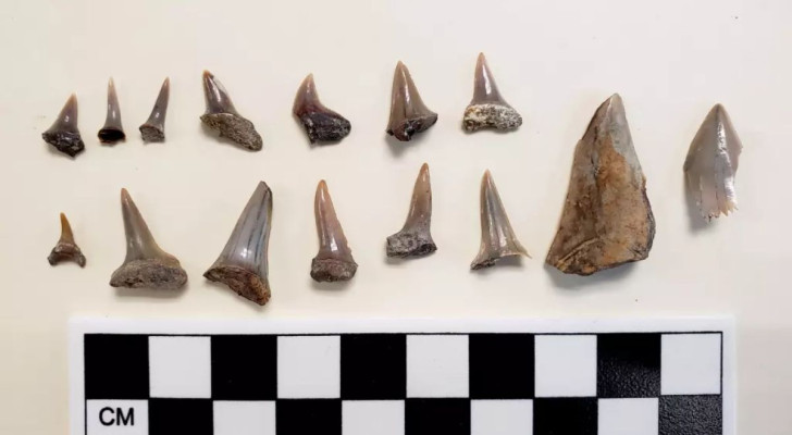 Die Zähne eines juvenilen Megalodons und eines Makohais gehören zu den in San Diego gefundenen Fossilien