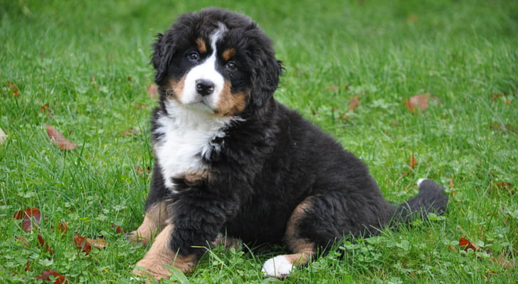 un cucciolo di pastore del bernese seduto in un prato