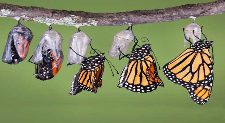 Farfalle Monarca: godetevi passo passo la metamorfosi della bellezza