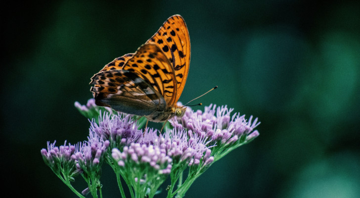 una farfalla fritillaria posata su un fiore di eupatorium