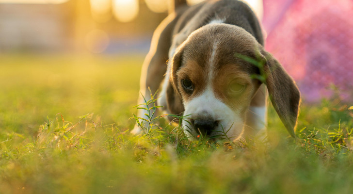 un cucciolo che annusa il terreno in mezzo a un prato