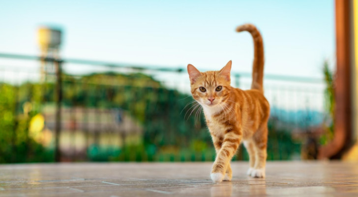 un gatto rosso che cammina in un giardino guardando l'obiettivo