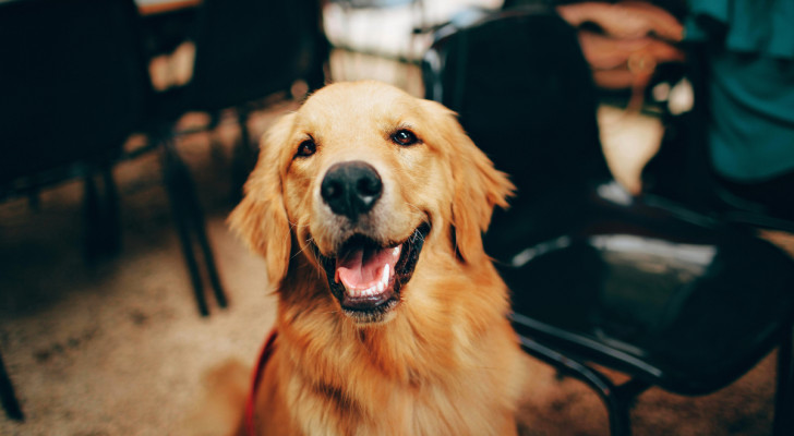 un golden retriever con espressione sorridente