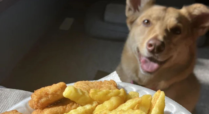 Un cane pronto a mangiare delle patate fritte, un comportamento da evitare