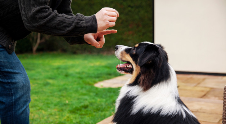 Un signore in piedi fa cenni per addestrare un cane seduto in giardino