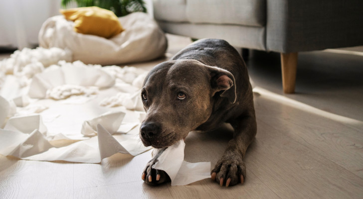 un cane sdraiato a terra in un salotto vicino a pezzi di carta stracciata con espressione colpevole e le orecchie basse