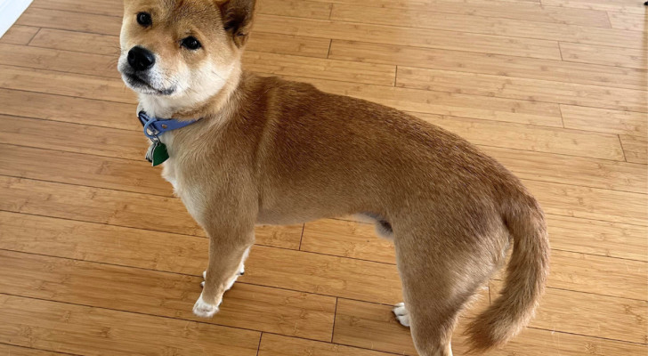 Cane di razza Shiba Inu in appartamento con la coda abbassata