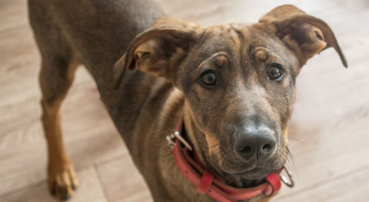 Un cane che implora il suo umano per avere una fetta di salame