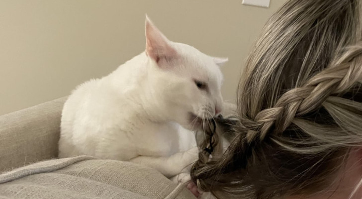 Un gatto bianco che mangia i capelli della padrona seduta sul divano