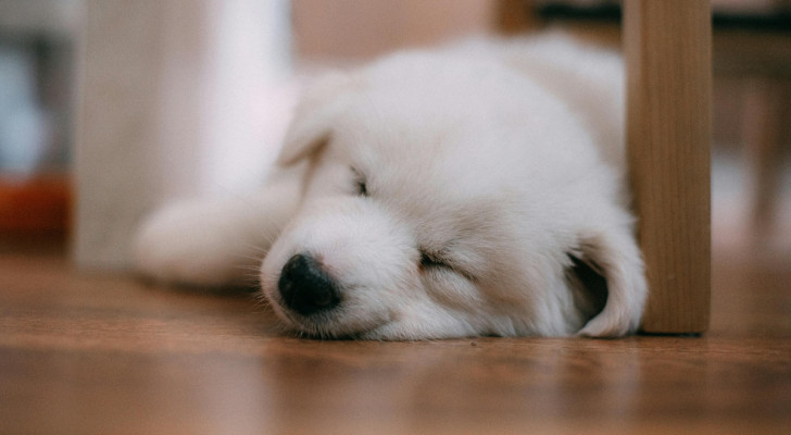 un cucciolo di cane bianco che dorme sul pavimento di casa