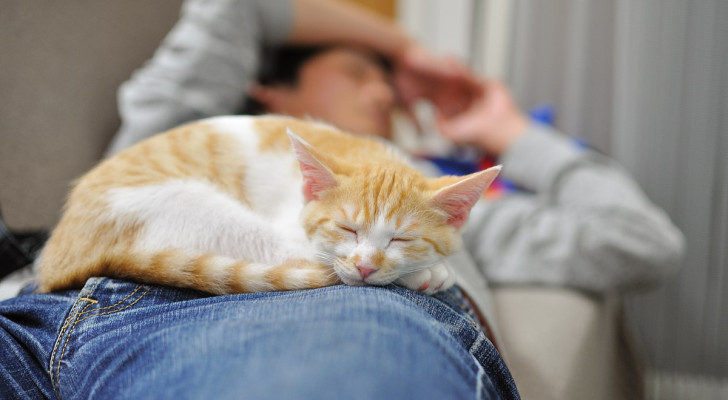 un gatto rosso che dorme sulle gambe di un uomo sdraiato sul divano