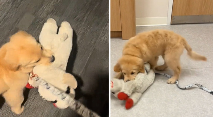 Un cucciolo di golden retriever tiene in bocca il suo peluche