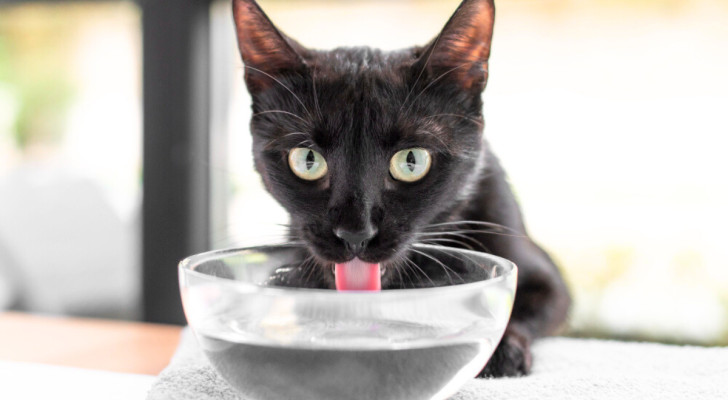 Un gatto nero beve l'acqua da una ciotola trasparente