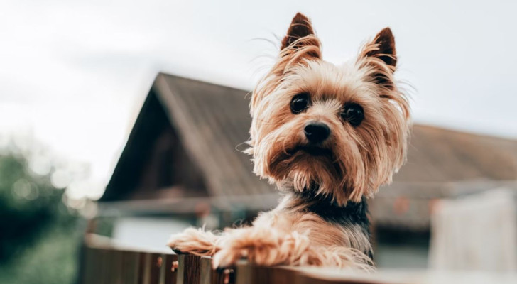 Uno Yorkshire Terrier si affaccia dal balcone del suo appartamento