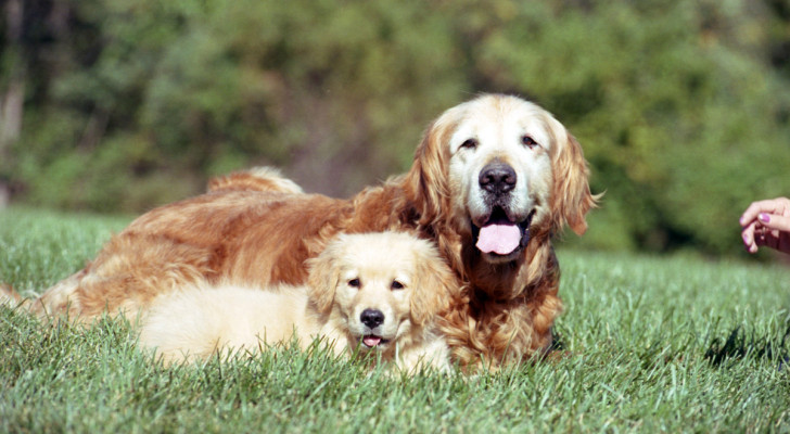 Un golden retriever e un cucciolo sdraiati insieme in un prato