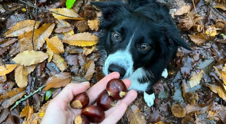 Un cane è attratto dalle castagne nella mano del proprietario, ma può mangiarle senza problemi?