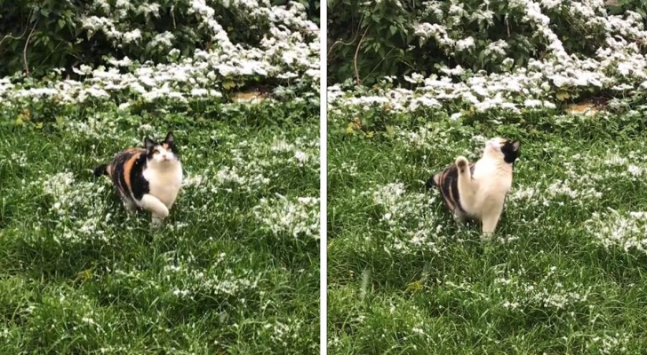 Questo gatto cerca di prendere i fiocchi di neve ma non ci riesce