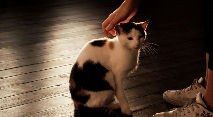 Una mano sta per prendere un gatto per la collottola