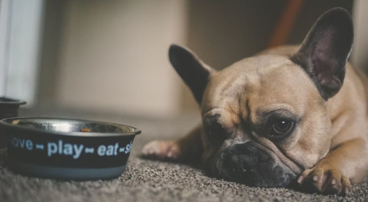 Un cane che non vuole mangiare dalla sua ciotola