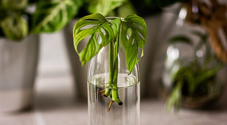 A Monstera cutting in water that has started to sprout roots