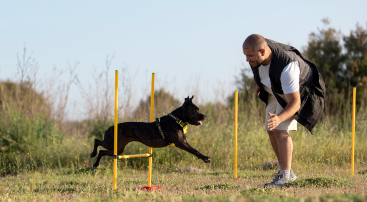 Un cane salta gli ostacoli guidato dall'addestratore