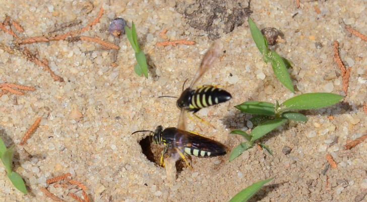 Ground wasps building their nest