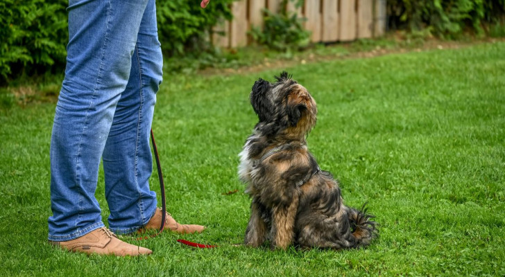 un cane tibetan terrier seduto su un prato che guarda attentamente il padrone in piedi di fronte a lui