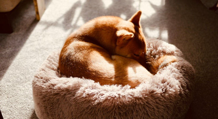 un cane a pelo rossiccio che dorme acciambellato nella sua cuccia