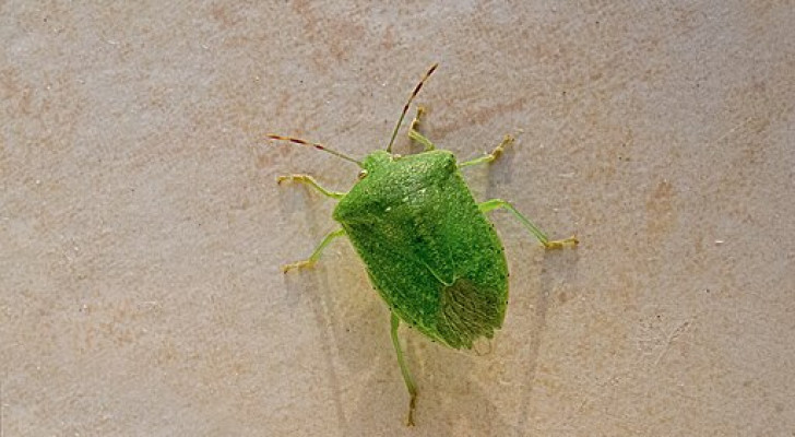 Une punaise verte posée sur un mur blanc