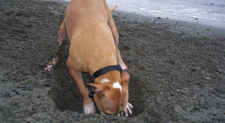 Un cane rossiccio a pelo corto che scava una buca in spiaggia